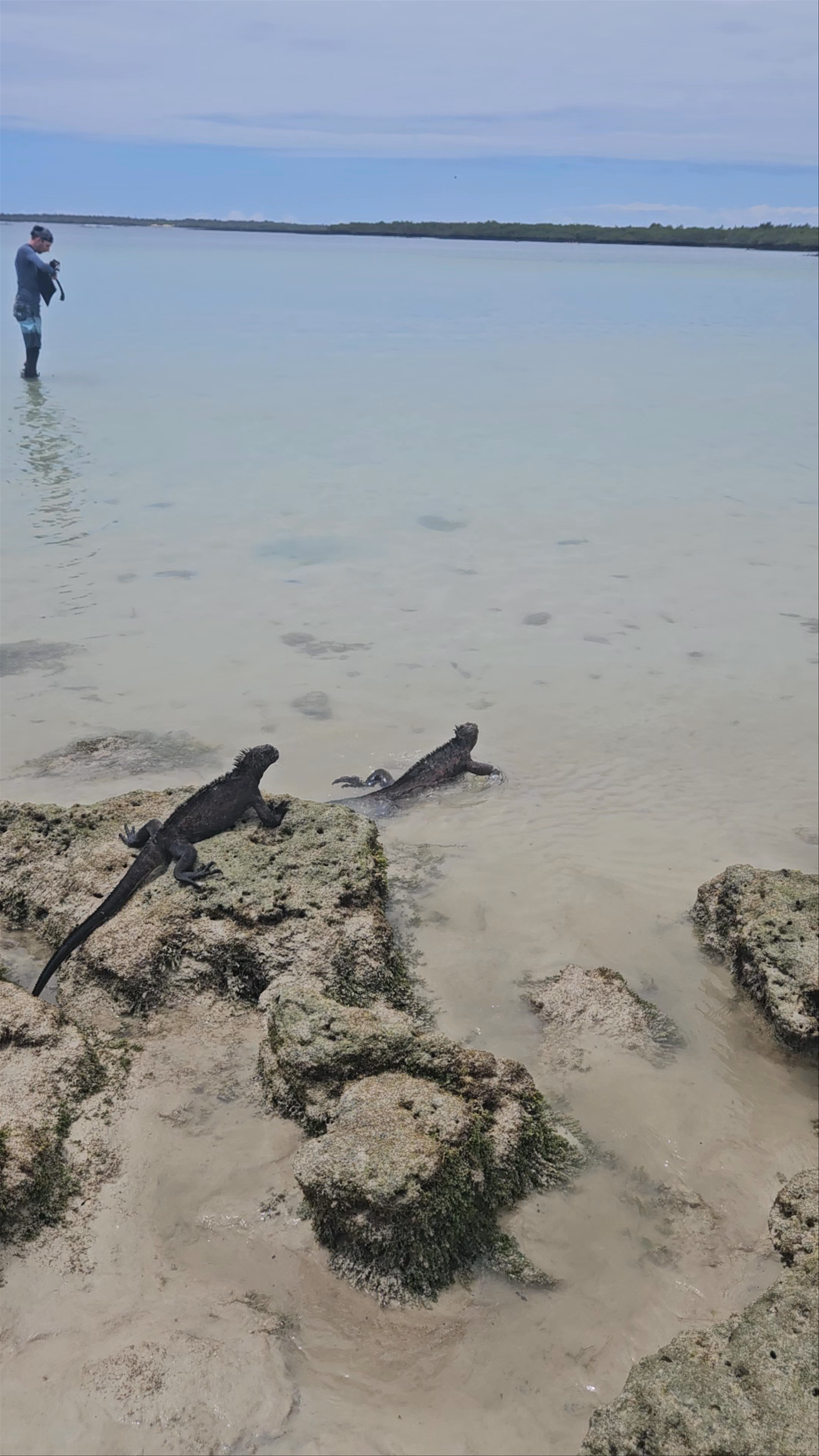 Marine Iguanas at Bahía Tortuga, Ecuador