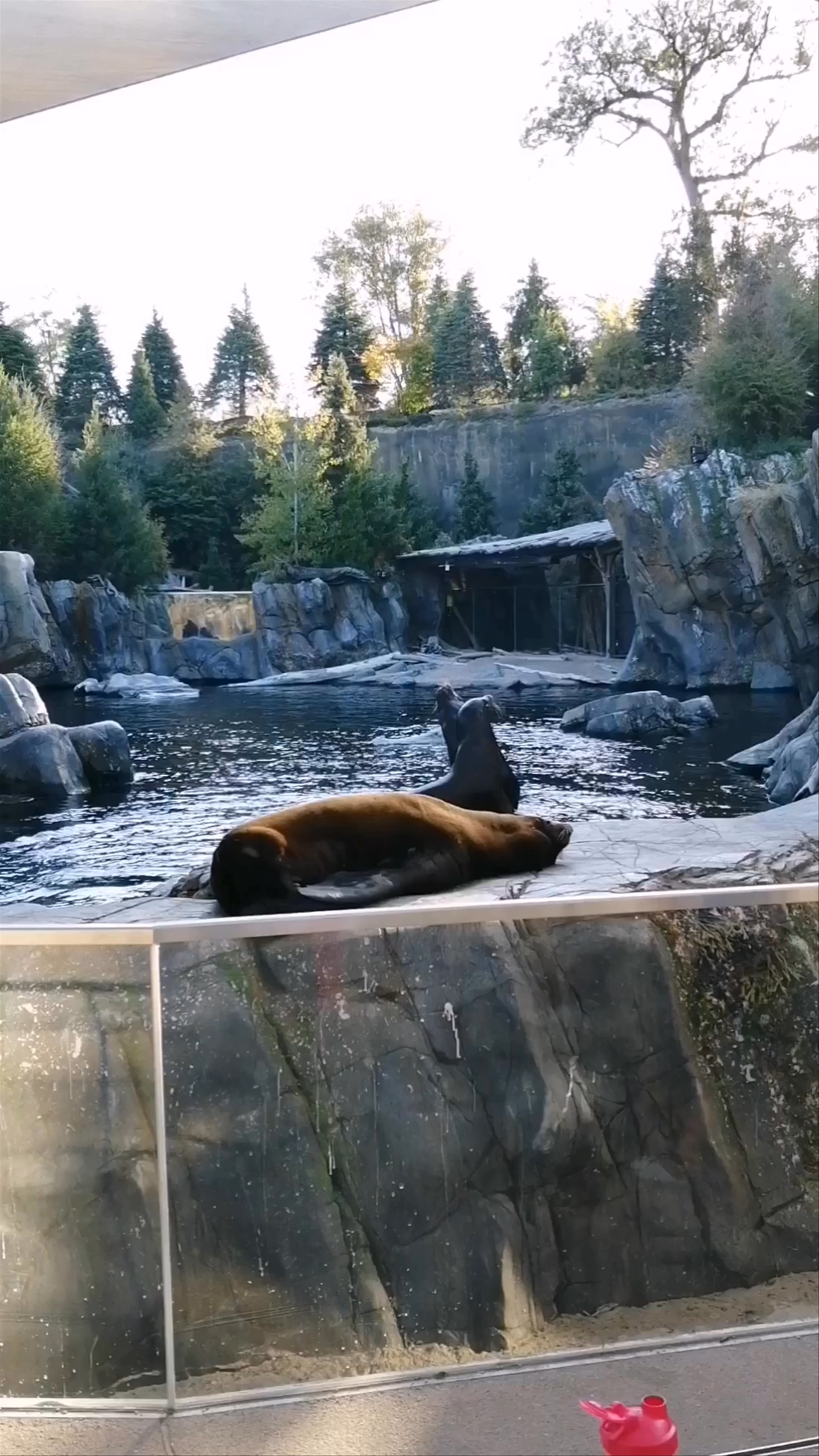 Lazy Sea Lions Relaxing at Omaha's Henry Doorly Zoo and Aquarium