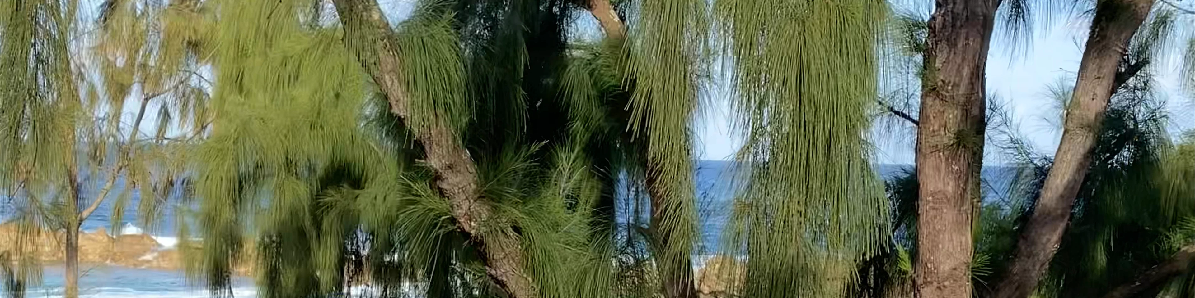 Shark’s Cove