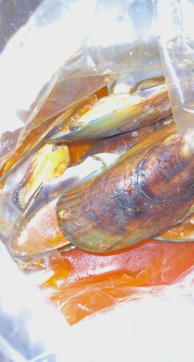 Holly Crab - 1 lb. Green Mussel - Seafood Near Me - Boston, Massachusetts