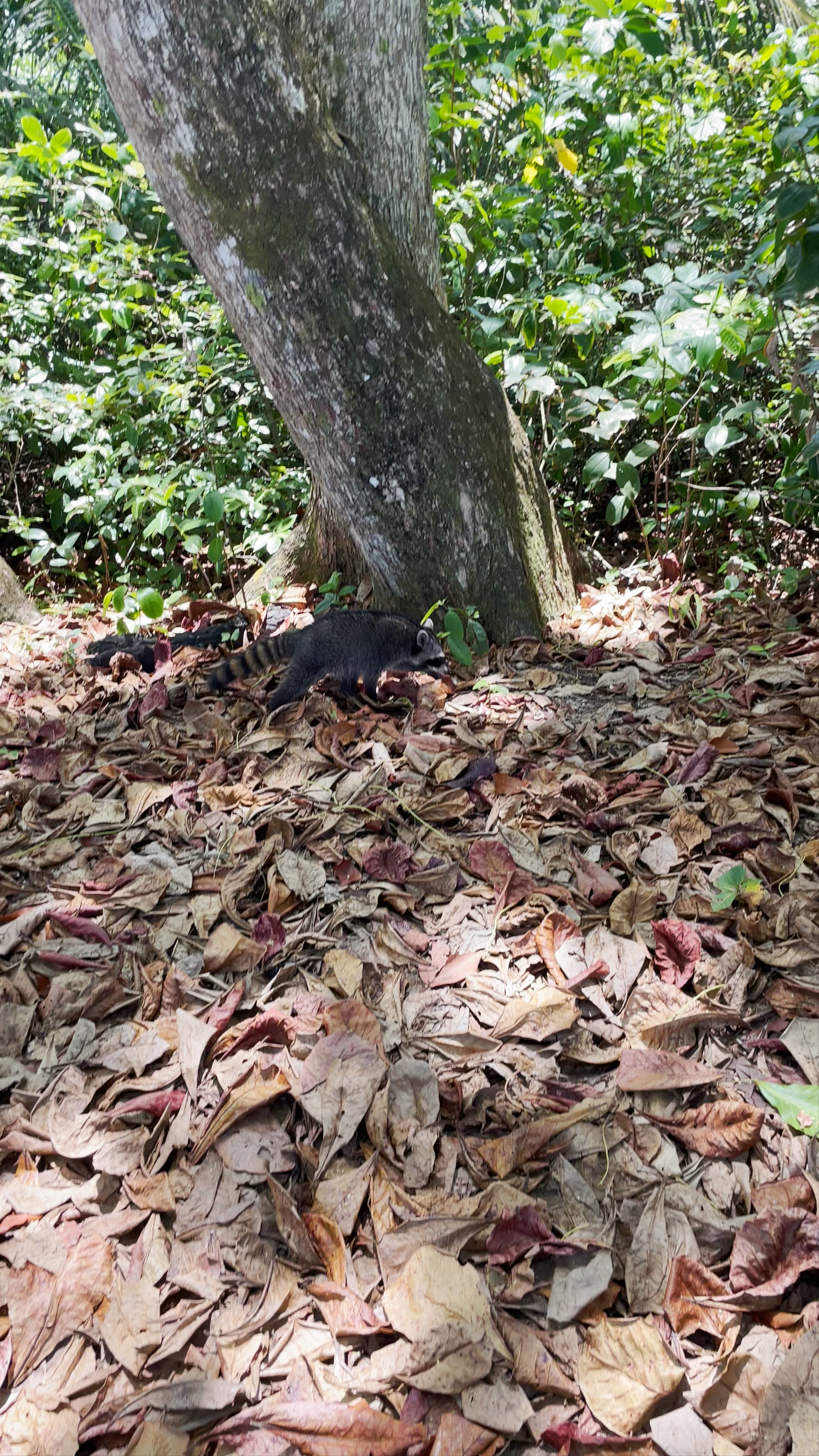 Cahuita National Park