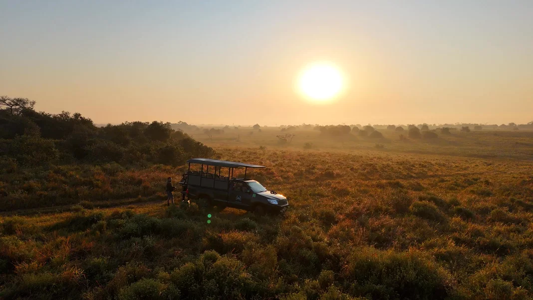 A safari vehicle pauses beside a large herd of buffalo grazing in open grassland.