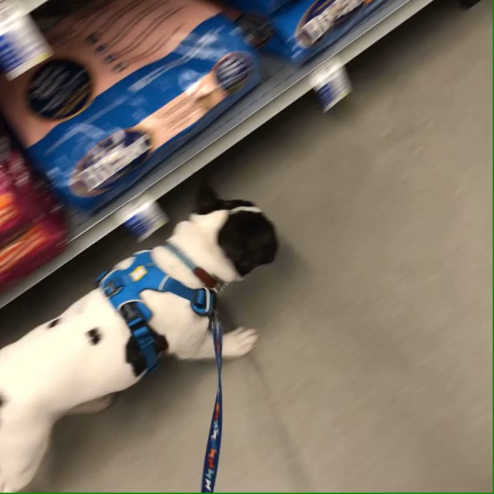 Houston Dog Behavior and Training - Rainy day=going for a walk in the pet store  #hardworkpaysoff #politefrenchie - Pet Training Near Me