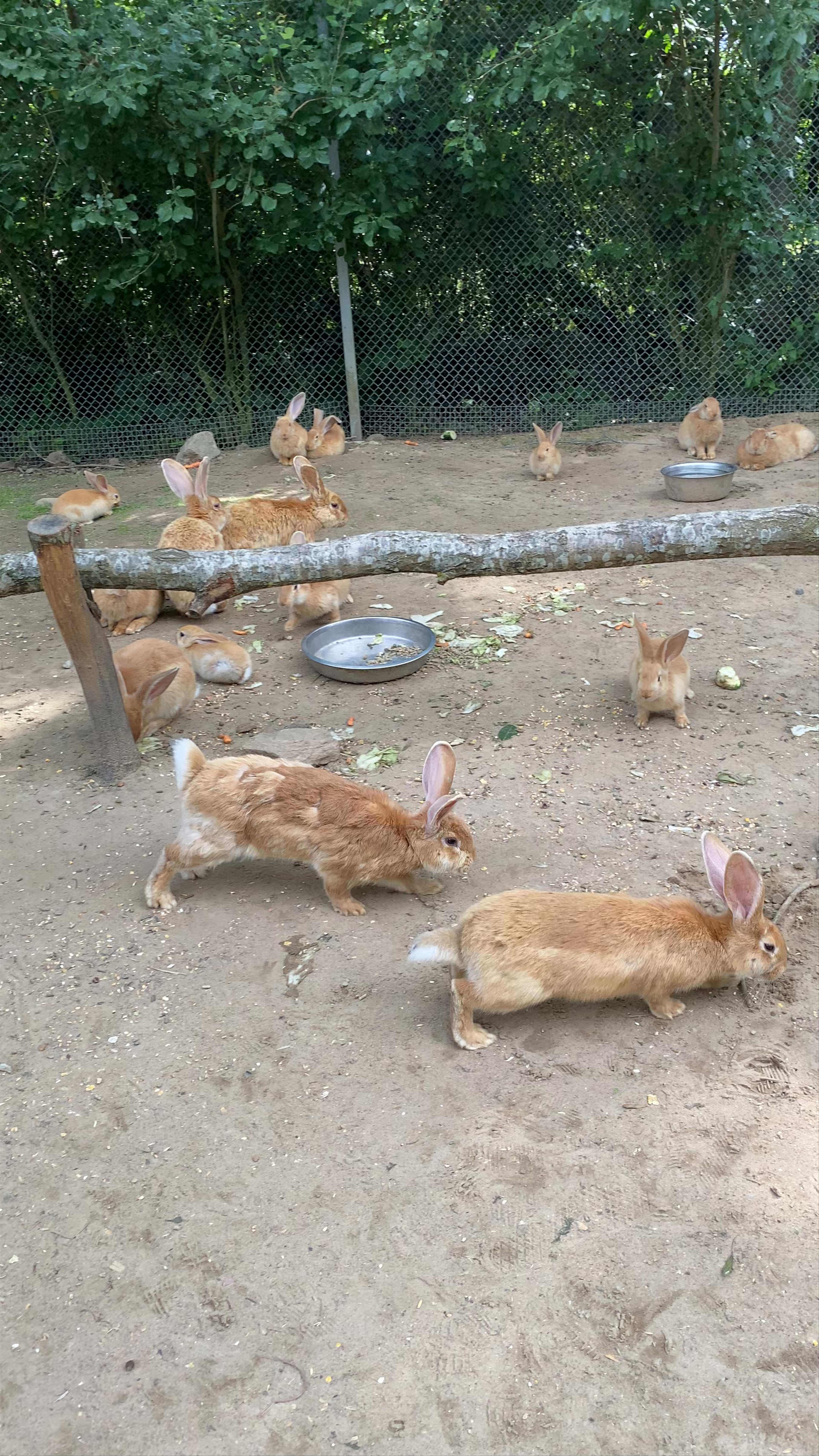 Helsingborgs Djur- och Lekpark