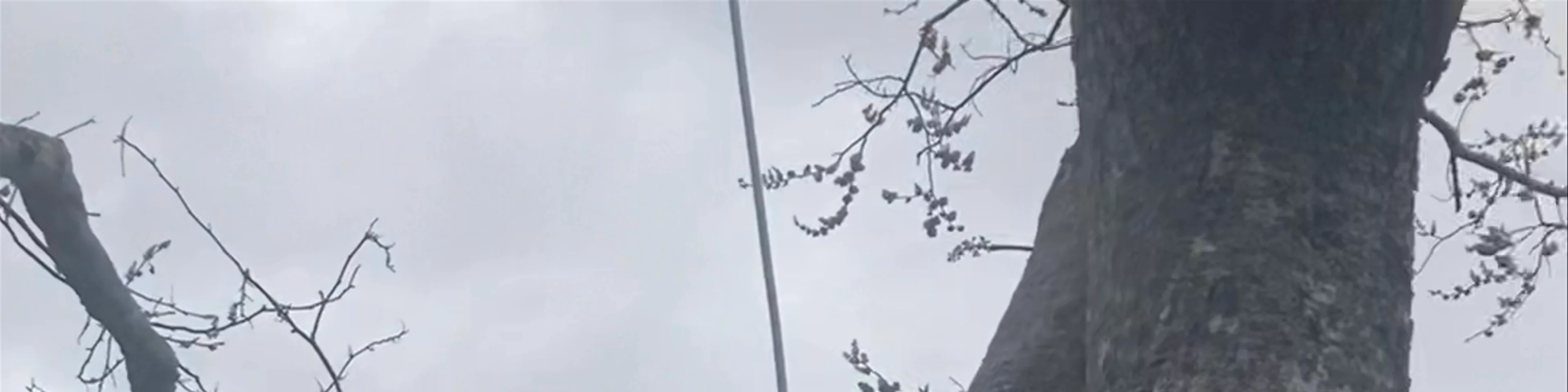 Jorge's Rope Swing