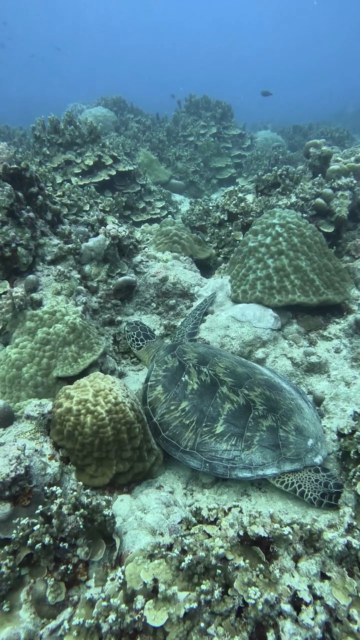 nature's screensaver
🎥 JUN HO LEE · Pexels
#ocean #underwater #marinelife #nature #relax