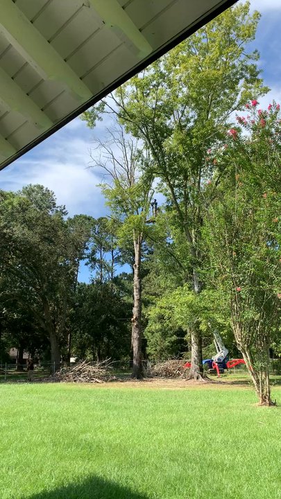 Genesis Tree Services - Tree Services Near Me