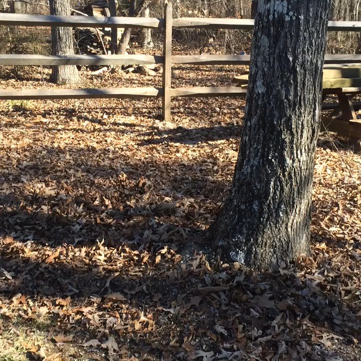 Releaf Tree Works - Pruning dead wood from the ground with my help for the day. - Tree Services Near Me - Charlotte, North Carolina