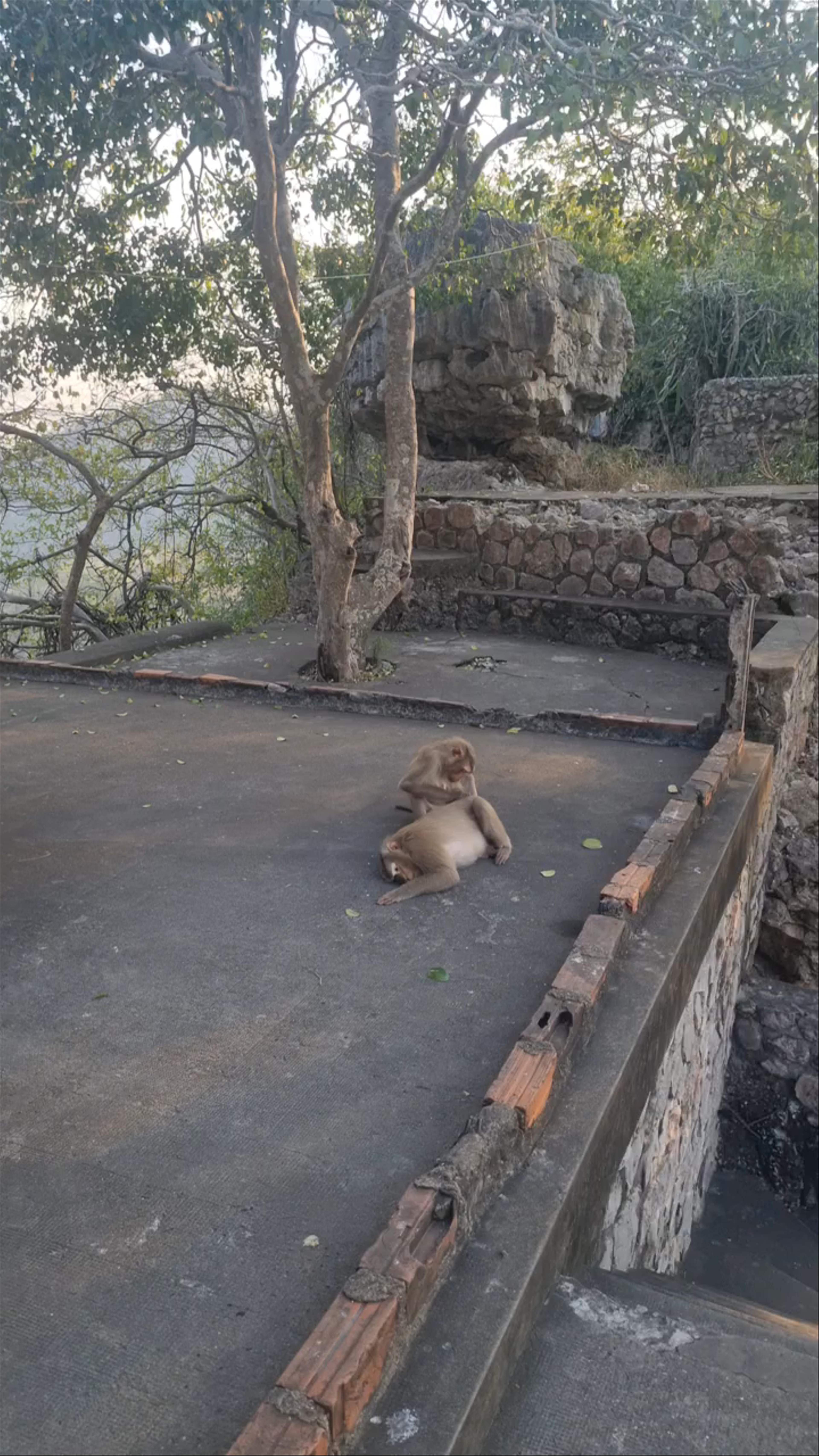 Phnom Sampov: Ancient Temple Ruins and Playful Monkeys in Battambang, Cambodia