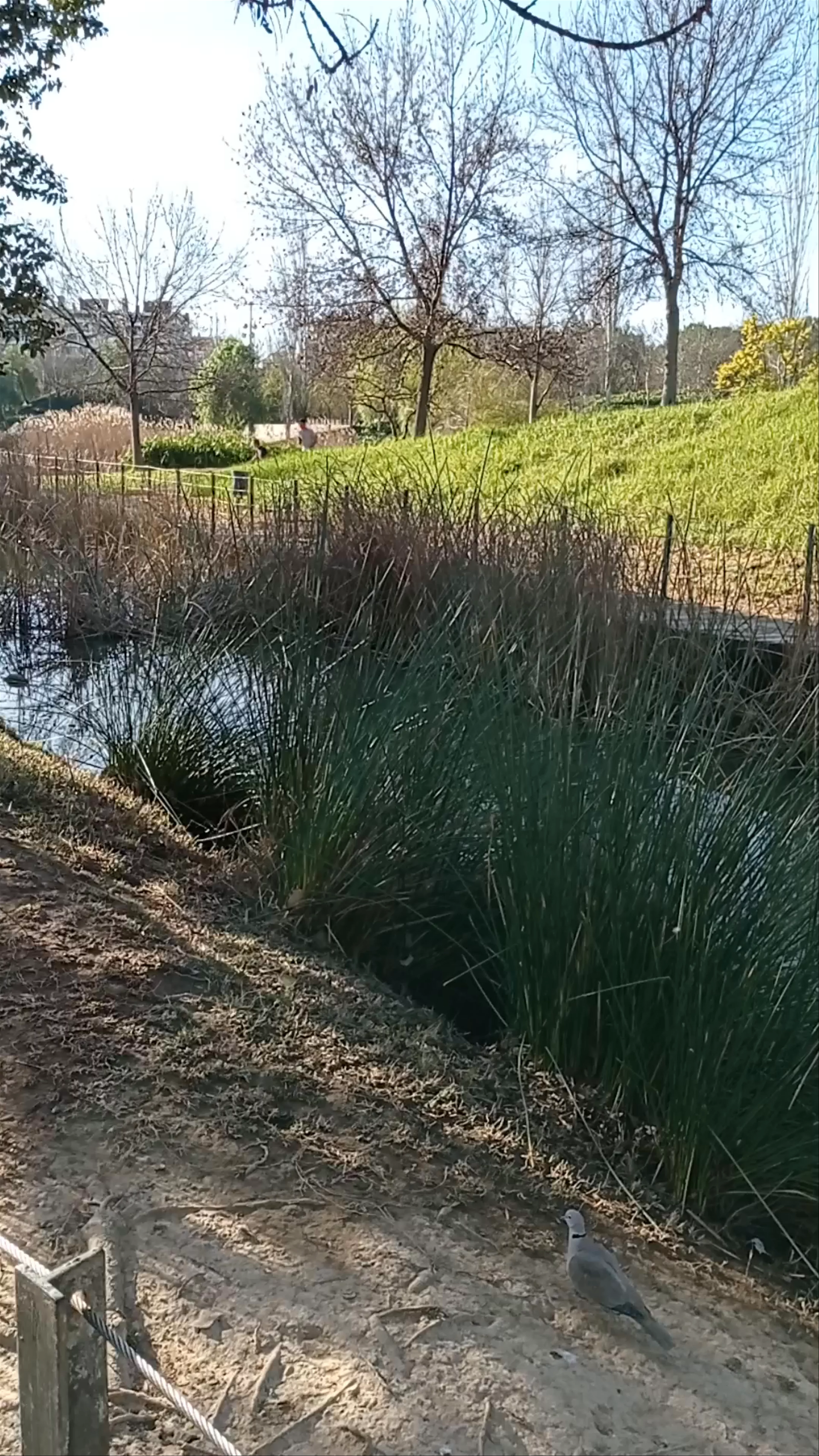 Lago del Parque de Cabecera