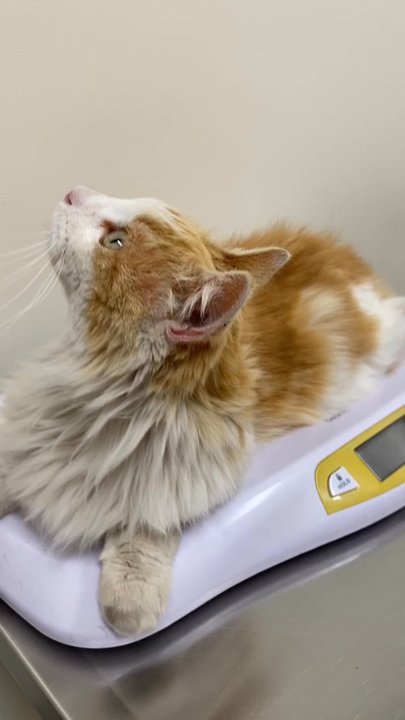 Van Nuys Veterinary Clinic - Veterinarians Near Me - Van Nuys, California