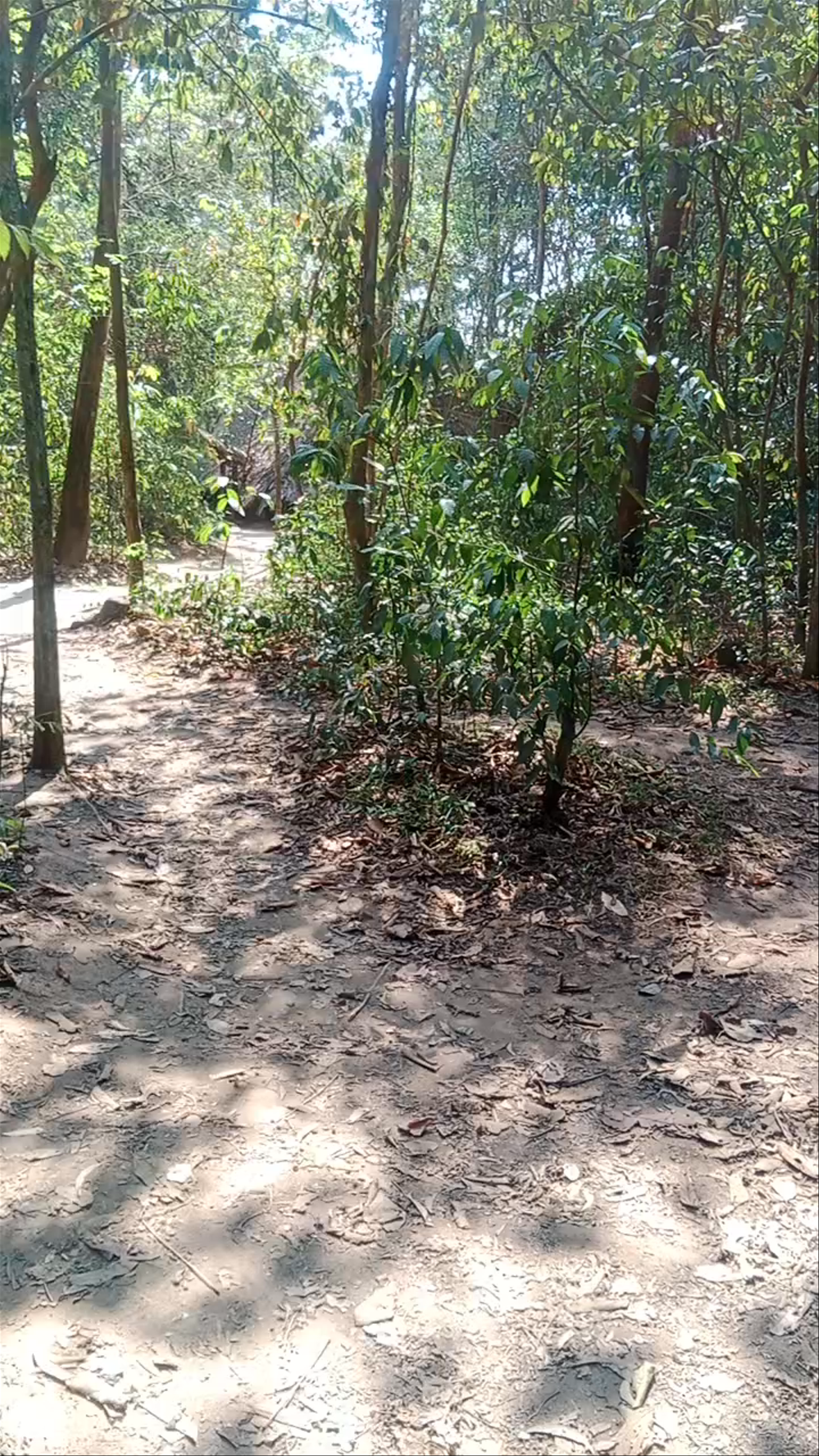 Cu Chi Tunnel