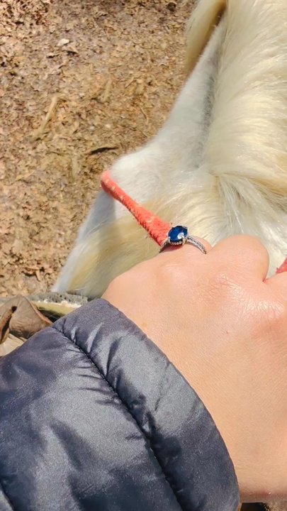 Sunburst Adventures - Zelda! - Horseback Riding Near Me - Clarkesville, Georgia