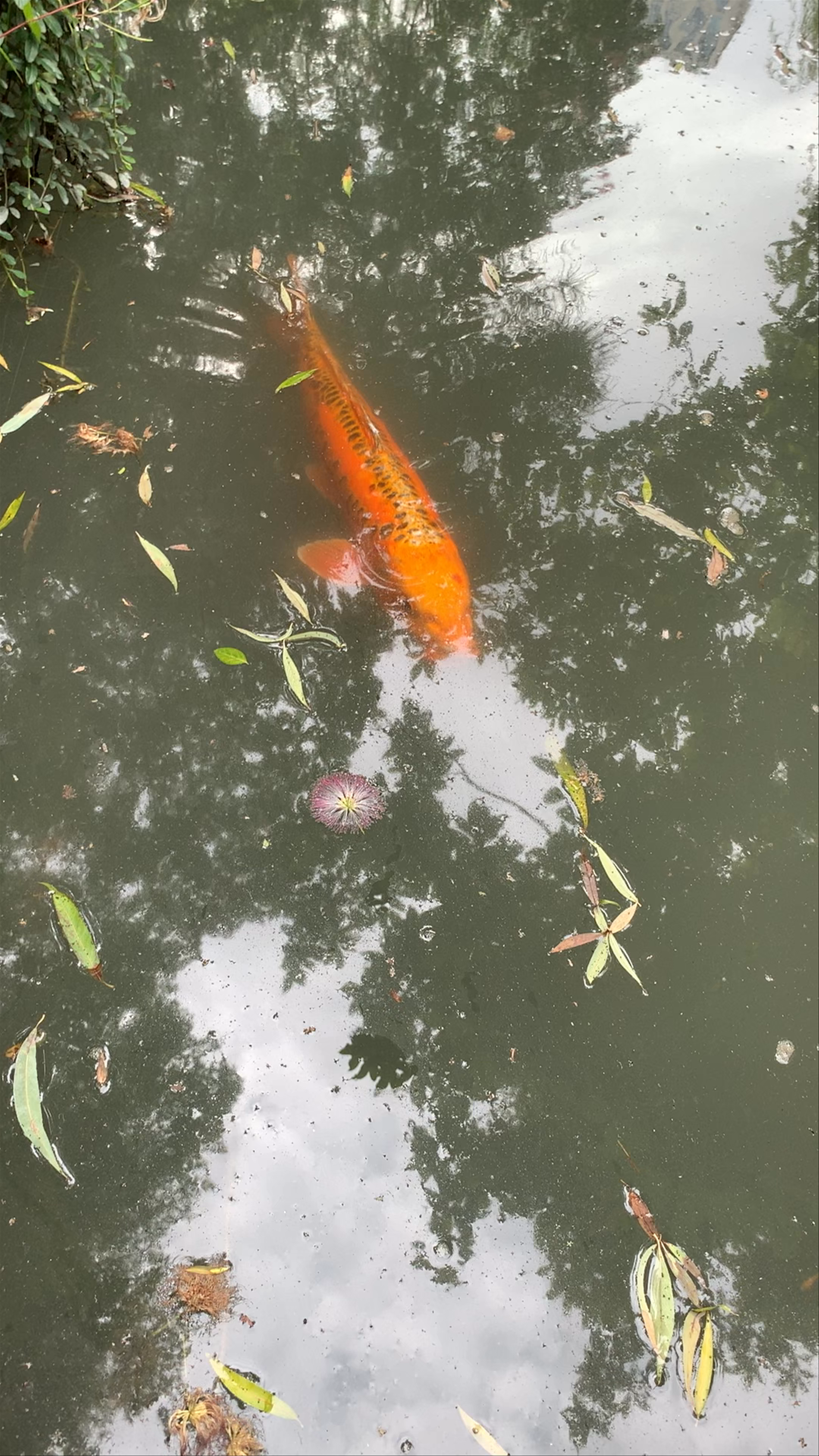 Dr. Sun Yat-Sen Classical Chinese Garden