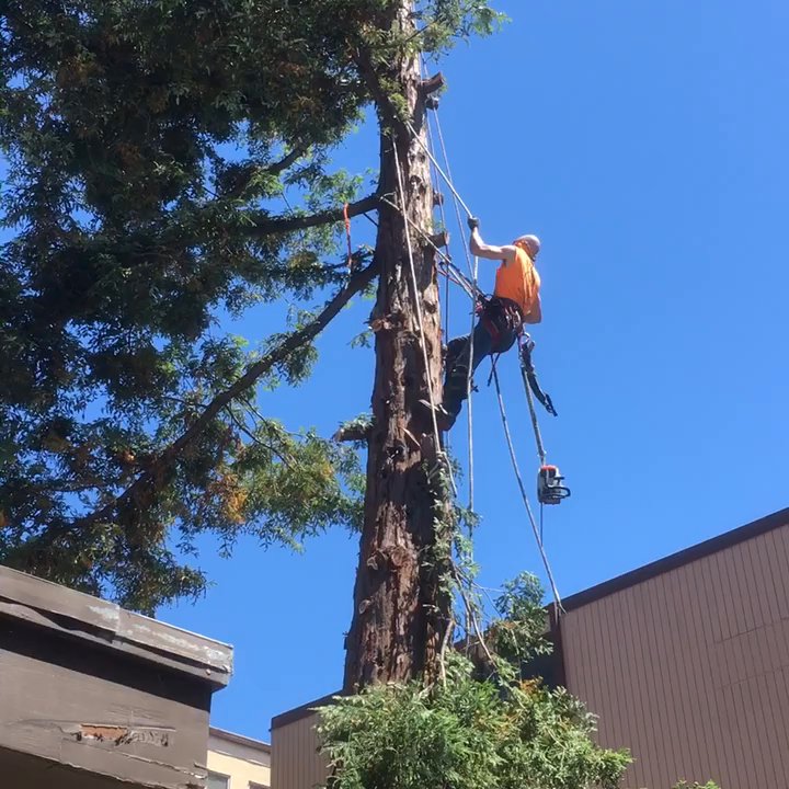 Sequoia Tree Service - California Coastal Redwood (Sequoia sempervirens) removal. Ht:~65'-75', C:94", and a dbh (diameter at breast height):29".93. - Tree Services Near Me - Oakland, California