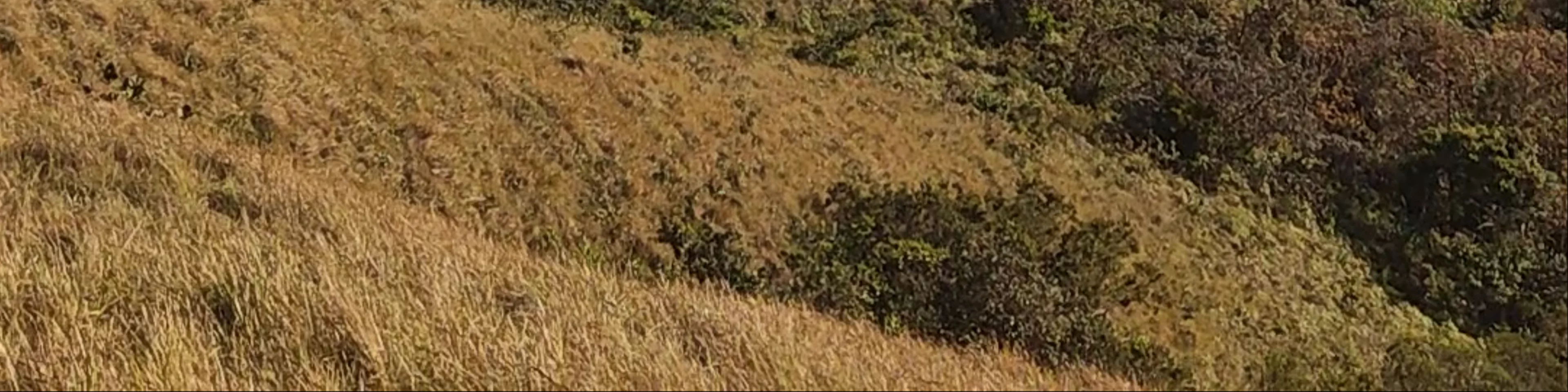 Cerro La Silla (Cruz)