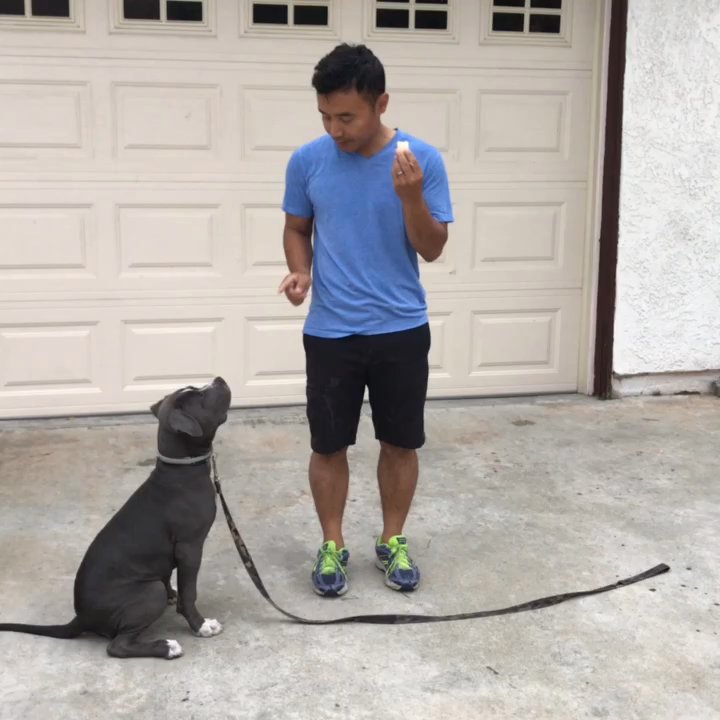 The DogMaster - Thanks for the tips. Our pit is so good. - Pet Training Near Me - Walnut, California