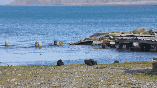 Antarctic fur seals animated gif
