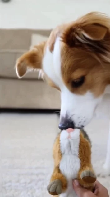 AFP Chipmunk Pet Toy 3 | UGC