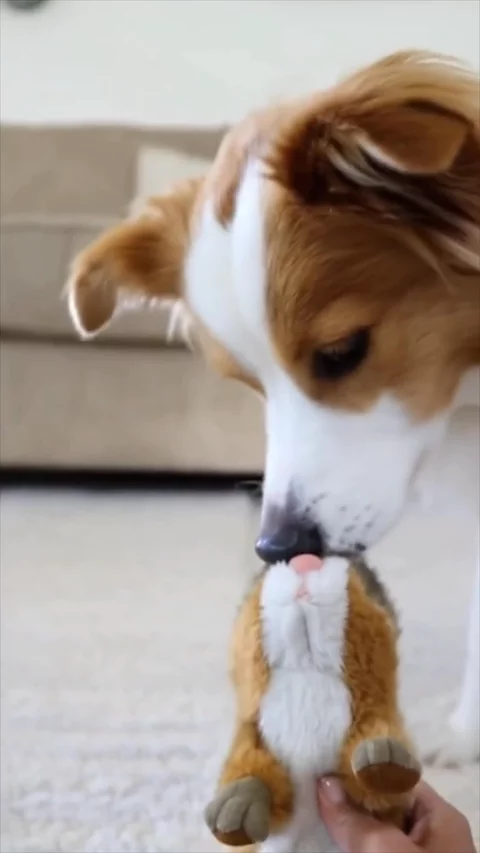 AFP Chipmunk Pet Toy 3 | UGC