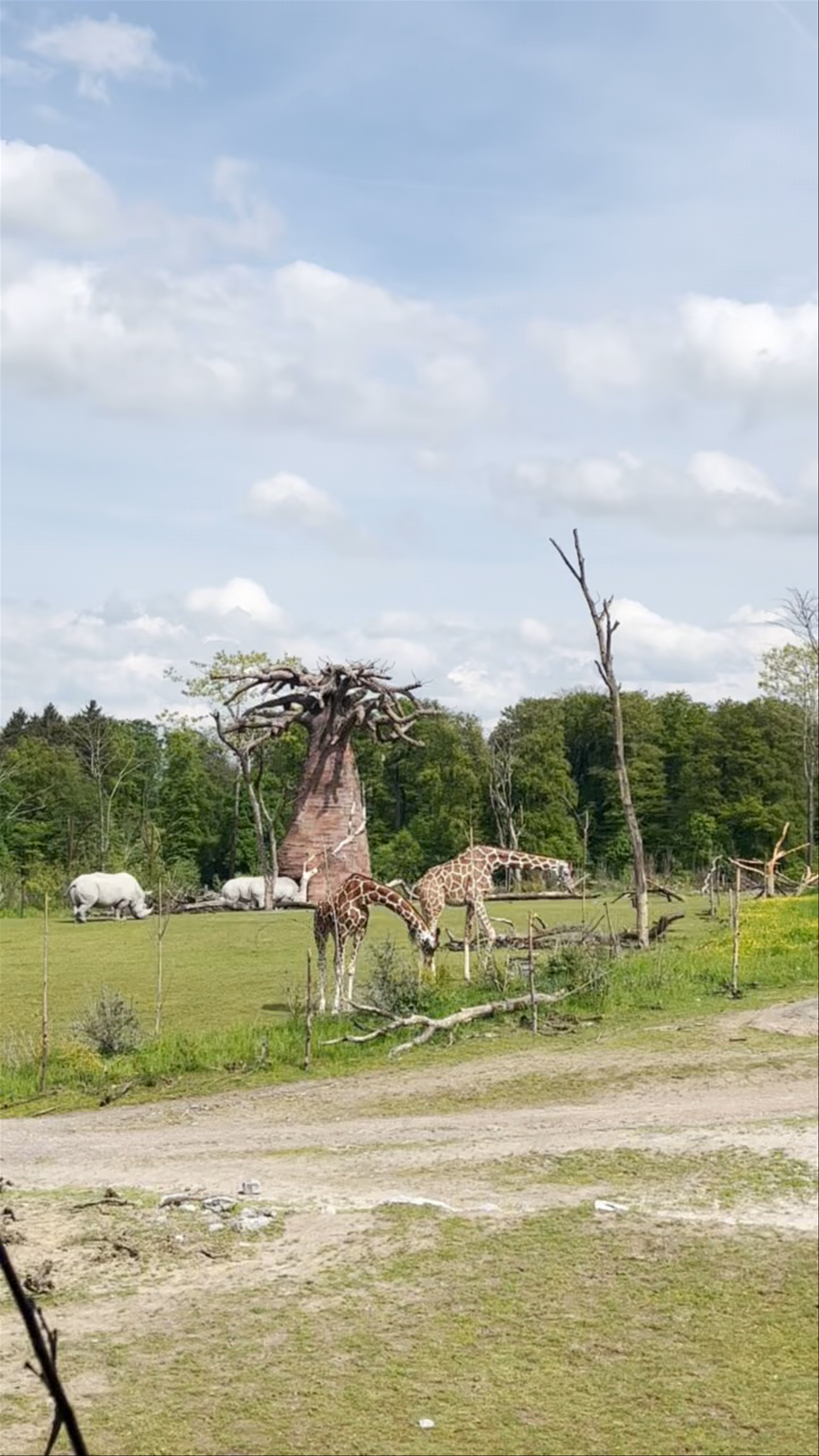 Zoo Zürich: A Serene Safari Encounter in the Heart of Switzerland