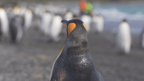 King Penguins in South Georgia animated gif