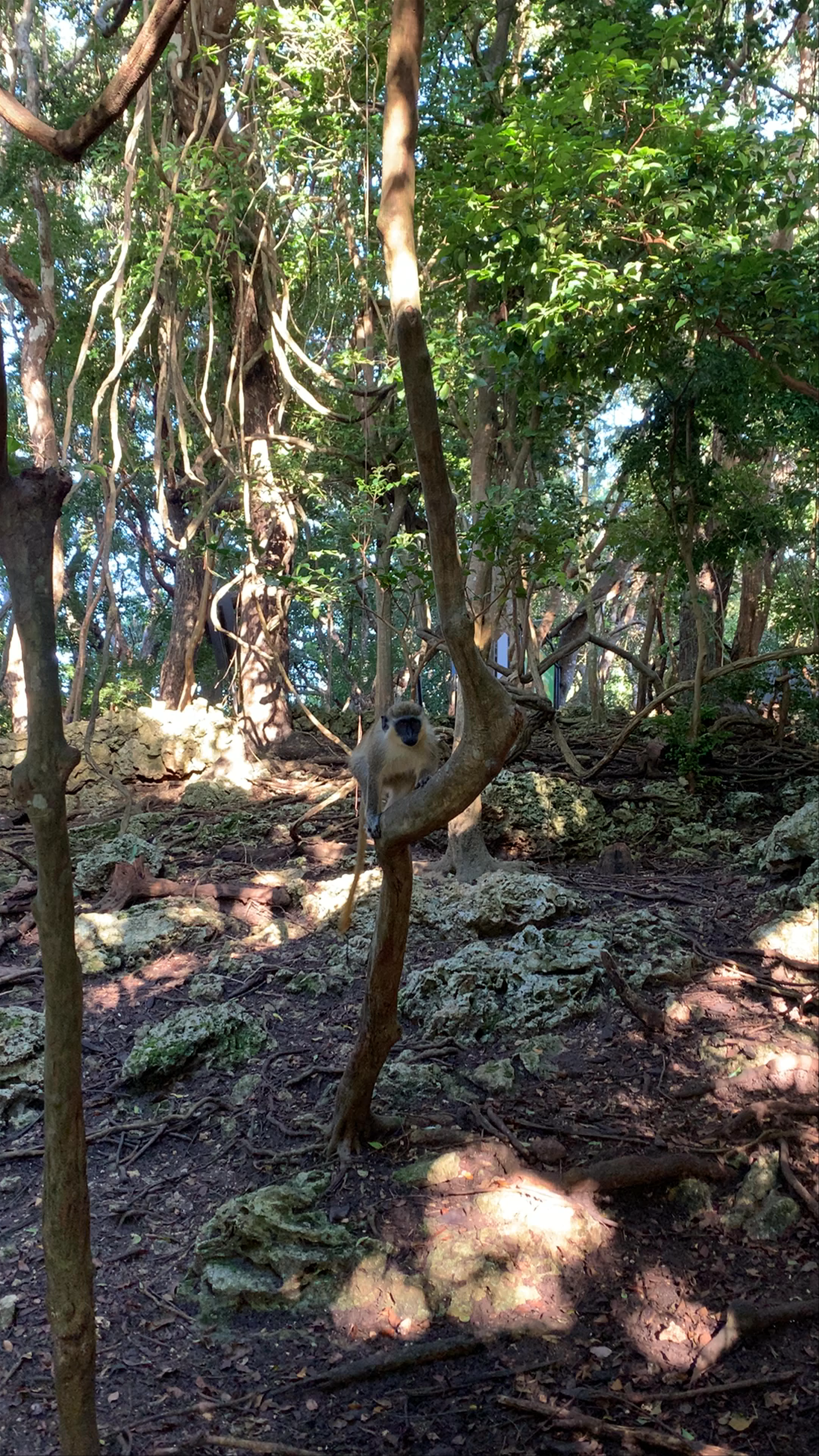 Barbados Wildlife Reserve