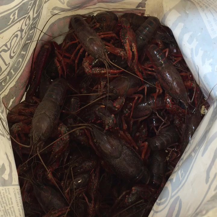 Kroger - Crawfish - Grocery Near Me - Kingwood, Texas