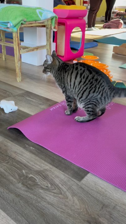 Meow Cat Lounge - Cat yoga - Themed Cafes Near Me - Westbrook, Maine