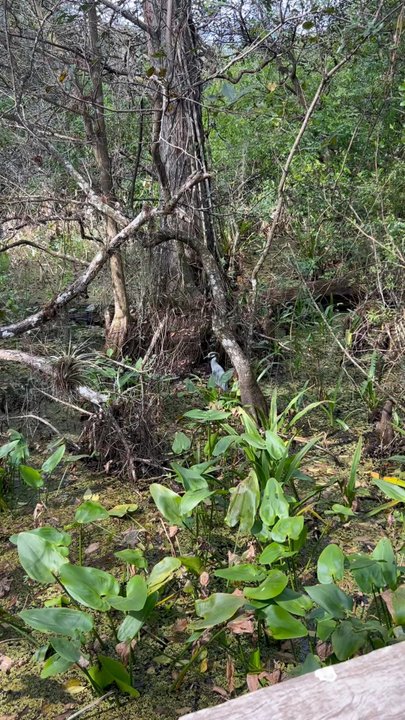 Audubon's Corkscrew Swamp Sanctuary - Hiking Near Me - Naples, Florida