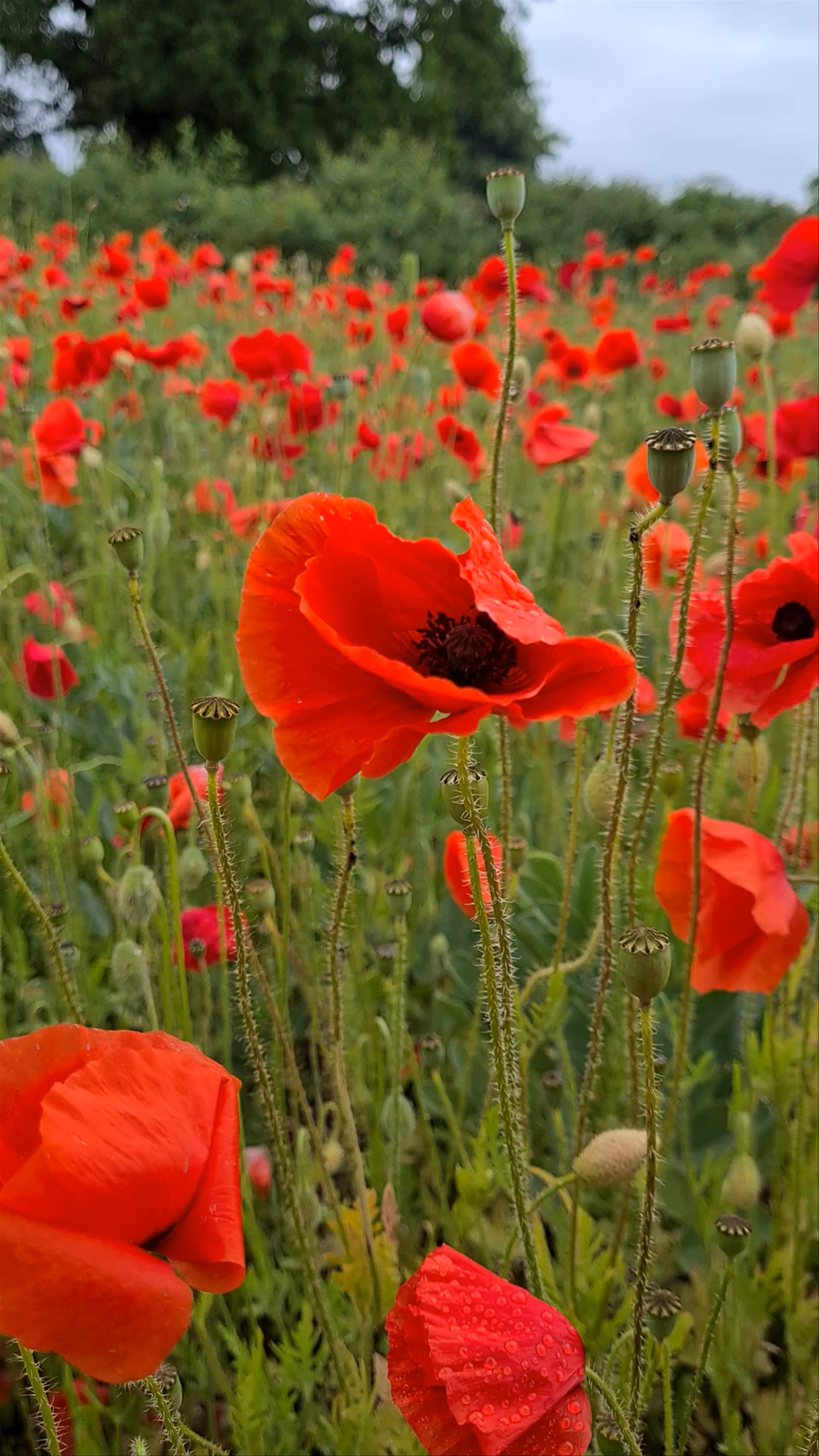 Poppy field, Leamington Spa