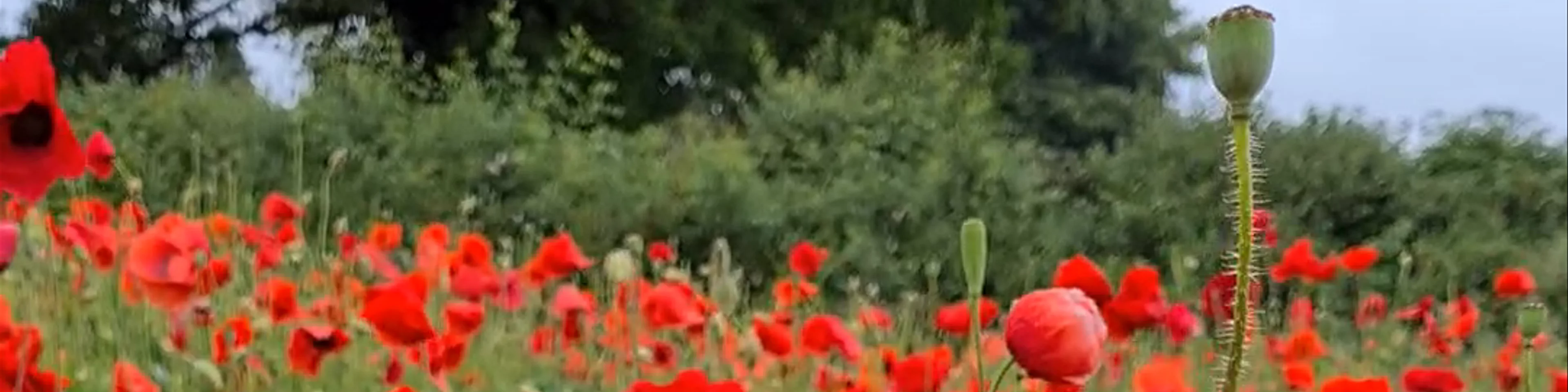 Poppy field, Leamington Spa