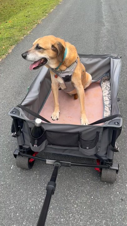 Westfield Outdoors - Scout enjoying a daily ride in Westfield Outdoors' Timber Ridge XL wagon. - Outdoor Gear Near Me - Indianapolis, Indiana