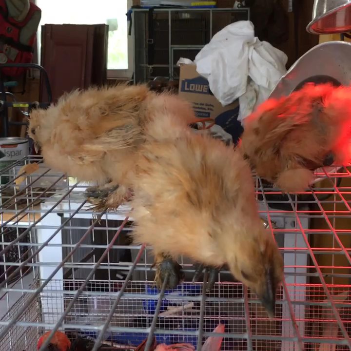 Meyer Hatchery - Our four 5 1/2 week old buff silkies, peeping and purring. They're getting fluffy! - Ranches Near Me - Polk, Ohio