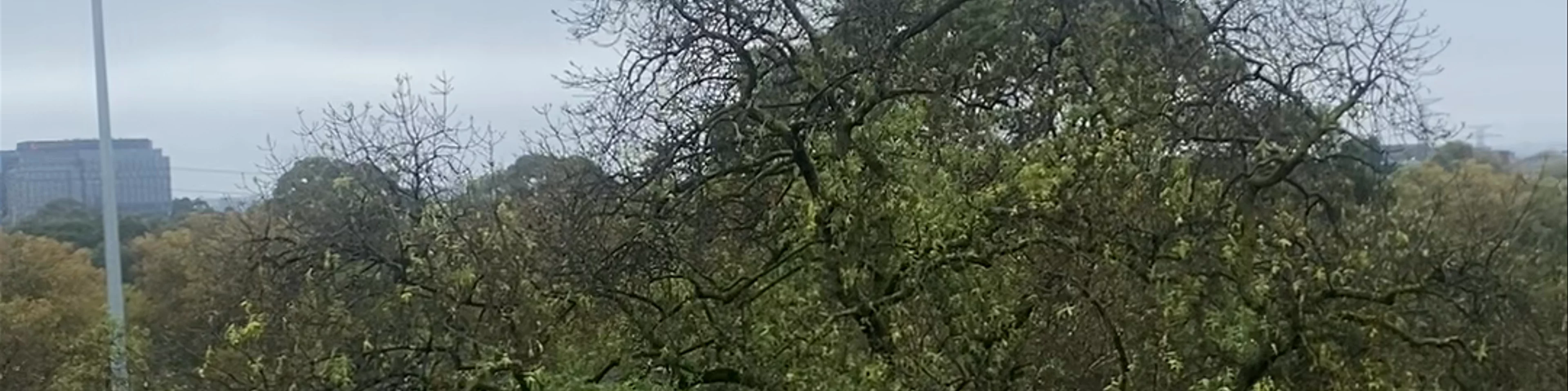 Como Park