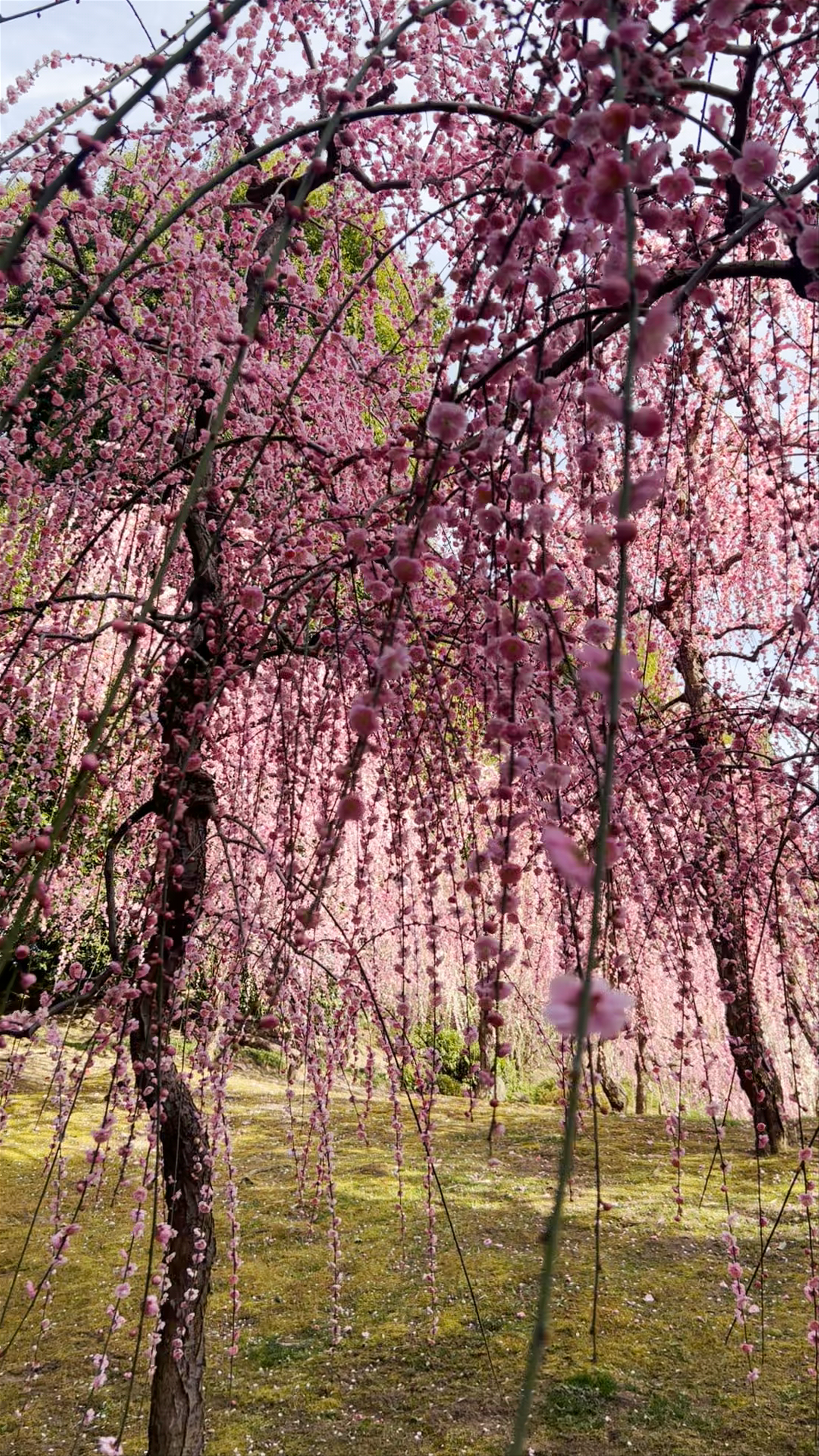 Jōnangū Shrine: Enchanting Cherry Blossoms in Kyoto
