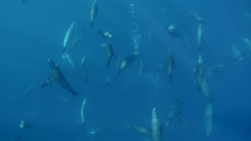 Sea Lion Colony poster