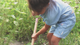 Little Dutch schep fairy garden video - thumbnail