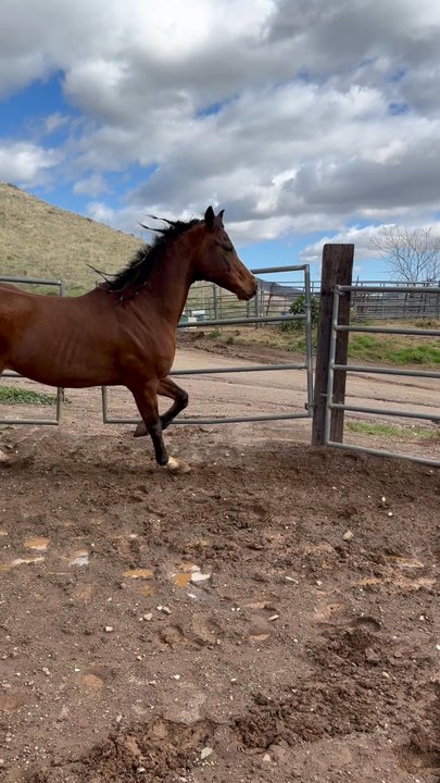 Shamrock T Ranch - Roundpen - Horseback Riding Near Me - Agua Dulce, California