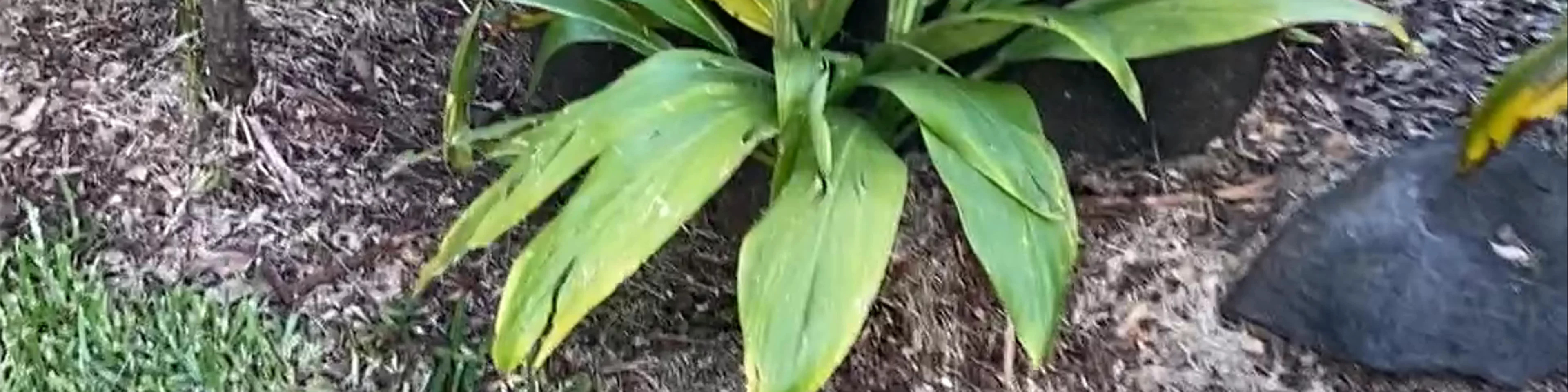 Marae Ta’ata Pā'ea