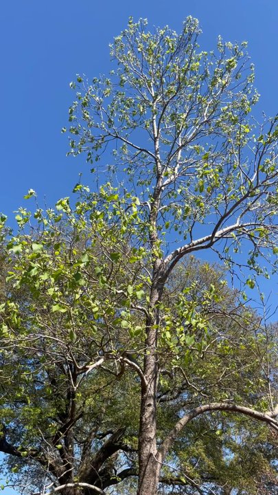 Botanic Garden - Botanical Gardens Near Me - Statesboro, Georgia