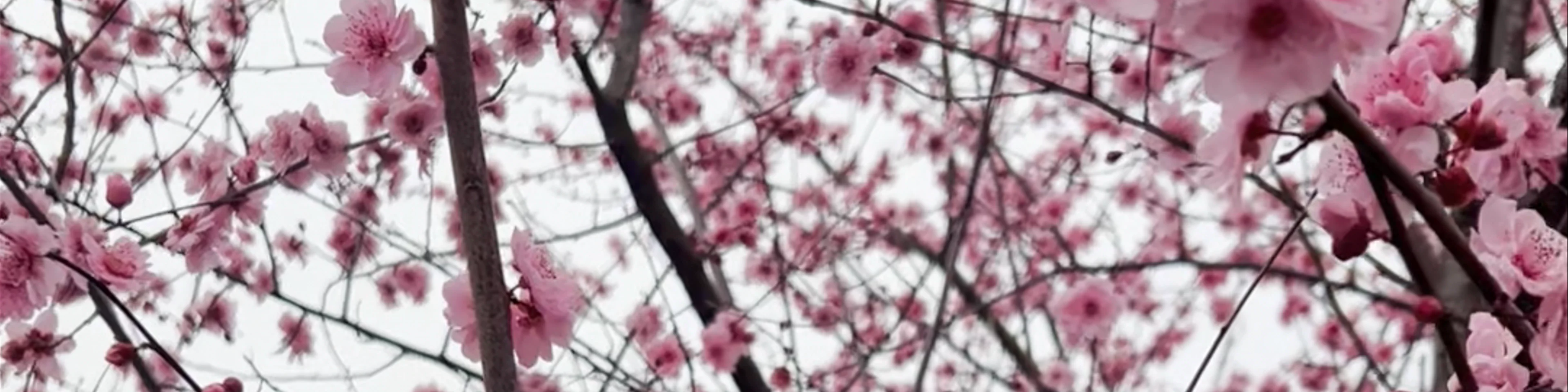 Xixi Plum Garden