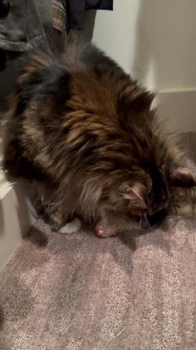 Austin Veterinary Emergency and Specialty - Toenail injured from when they forcefully shoved him in the carrier instead of asking for assistance. - Emergency Pet Hospital Near Me - Austin, Texas