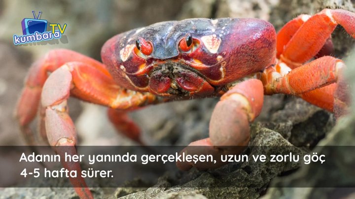 thumbnail Yengeçlerin Göçü