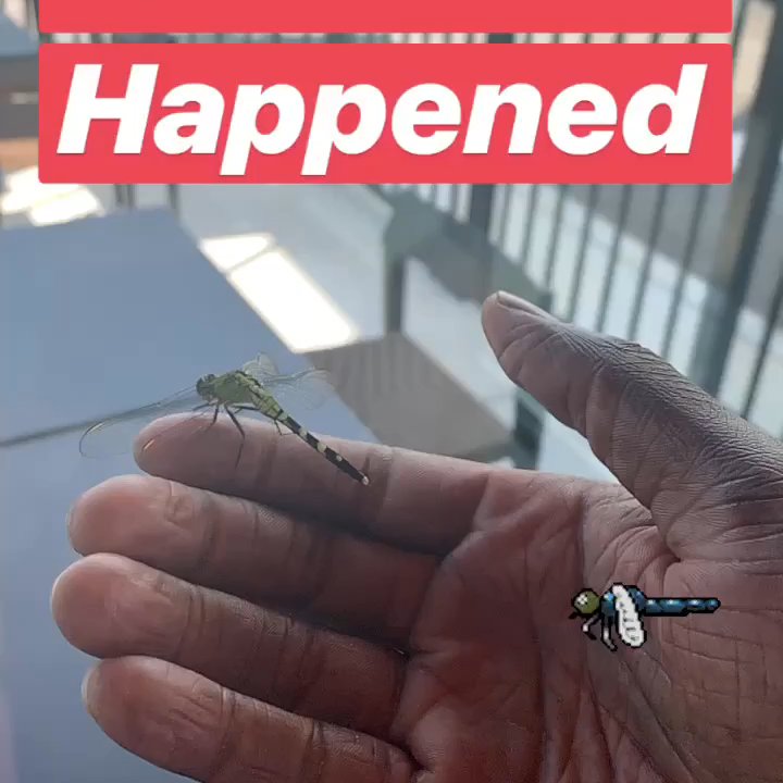 Starbucks - A dragonfly flew into the Starbucks and I was able to help it to go back out. Made my day!!!!! - Coffee & Tea Near Me - Ooltewah, Tennessee