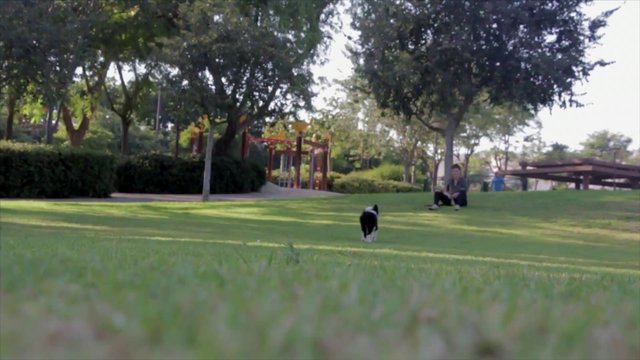 Dog running towards the camera