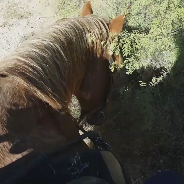 Houston's Horseback Riding - Such an amazing place, must go - Horseback Riding Near Me - Tucson, Arizona