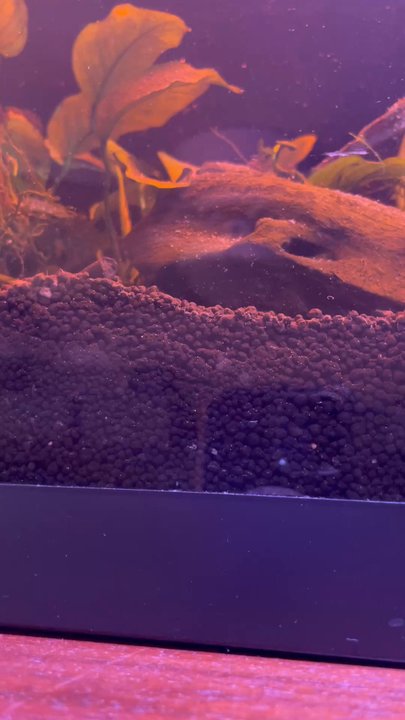 Aqua Concepts - Momma pisto on Mother's Day - Aquariums Near Me - Honolulu, Hawaii
