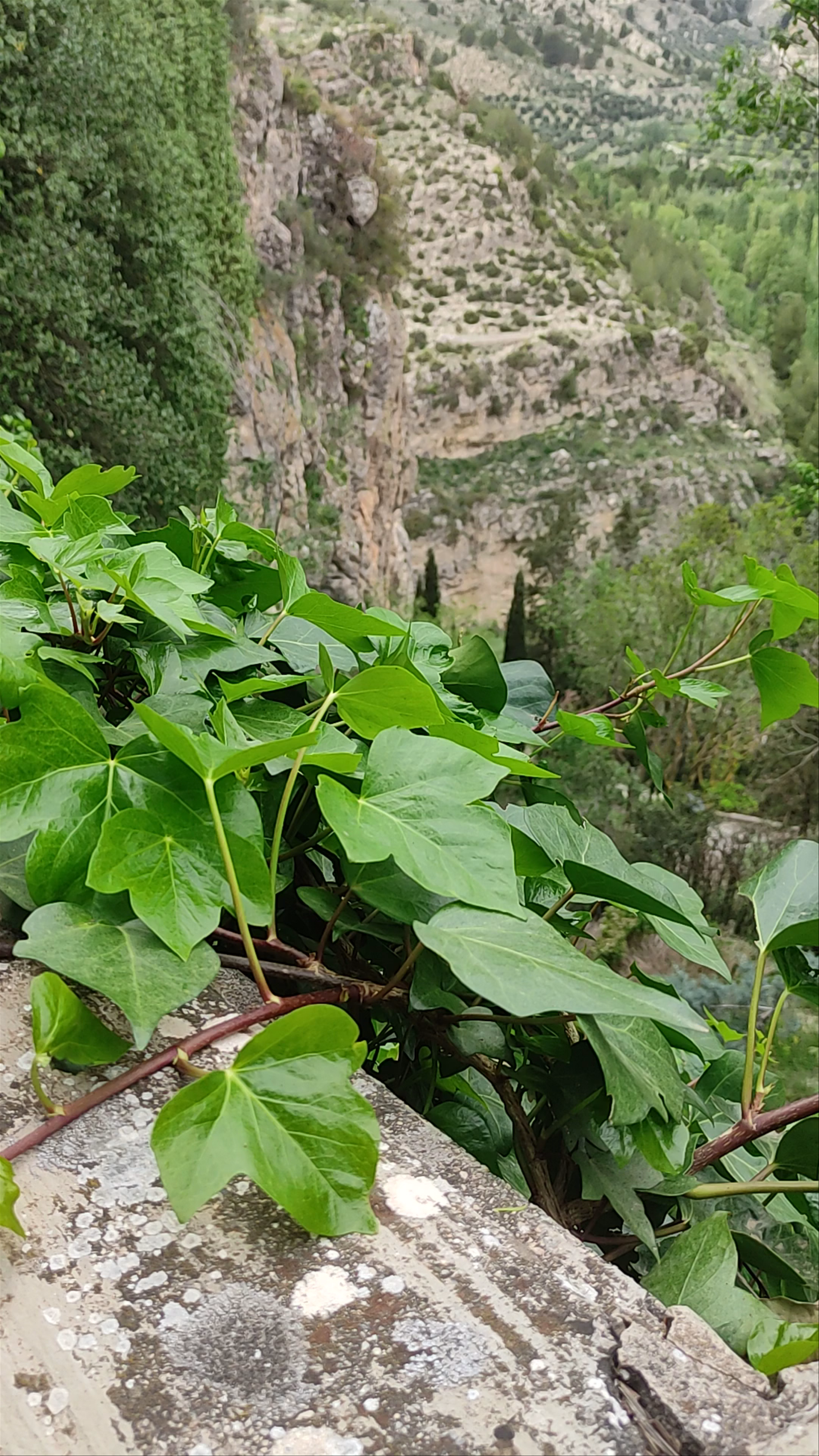 Jardines de la Lonja: A Lush Green Escape in Castril, Spain