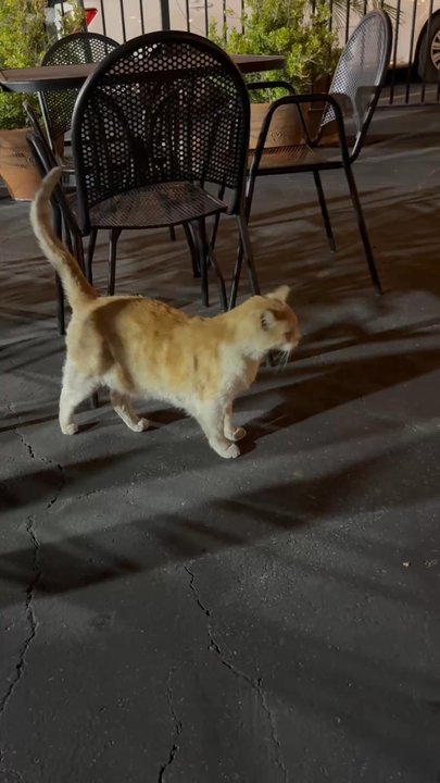 Giuseppe's Ristorante - Guard cat - Persian/Iranian Near Me - Upland, California